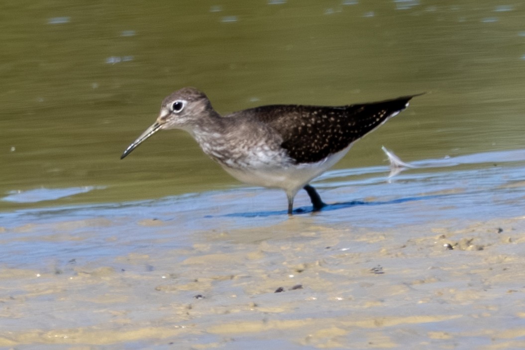 Solitary Sandpiper - ML643093935