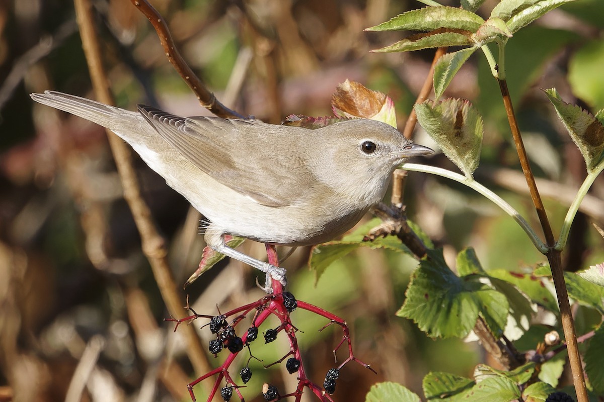 Garden Warbler - ML643093956