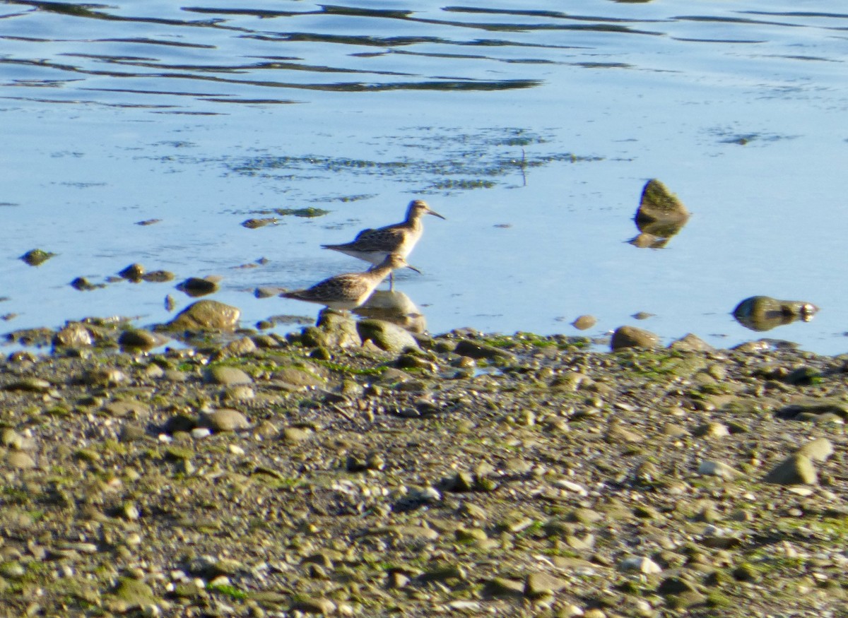 美洲尖尾濱鷸 - ML643093959