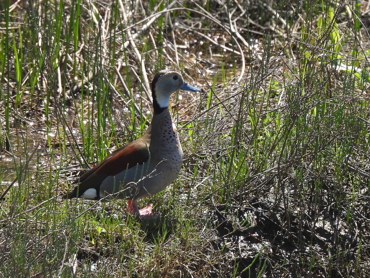 Ringed Teal - ML643093972