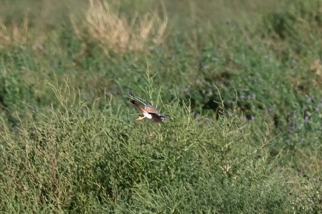 American Kestrel - ML643094035