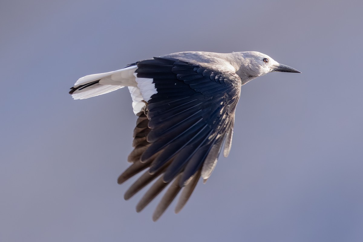 Clark's Nutcracker - ML643094050