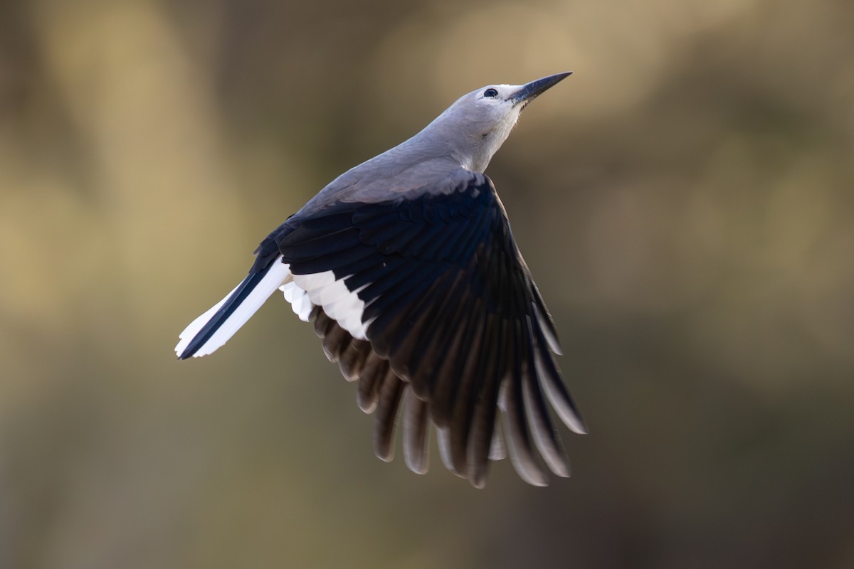 Clark's Nutcracker - ML643094051