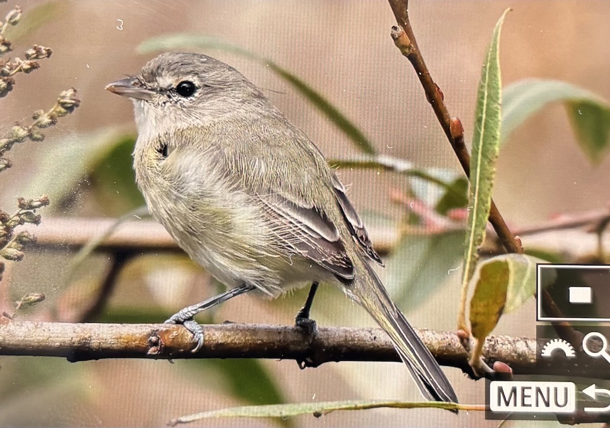 Braunaugenvireo (pusillus) - ML643094074