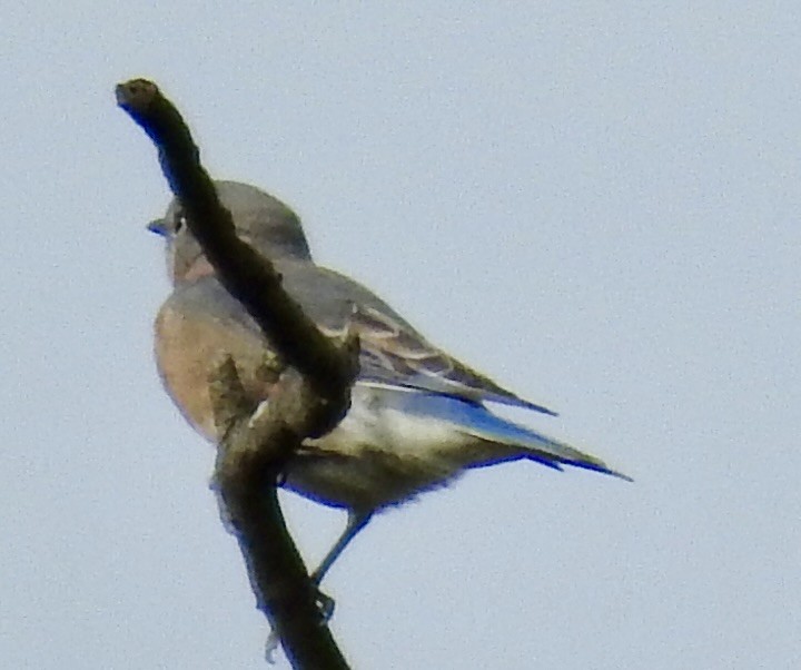Eastern Bluebird - ML643094082