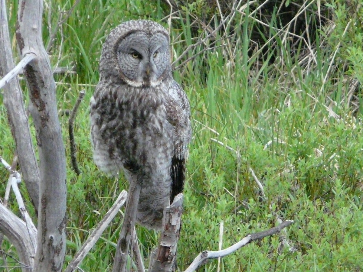 Great Gray Owl - ML643094083