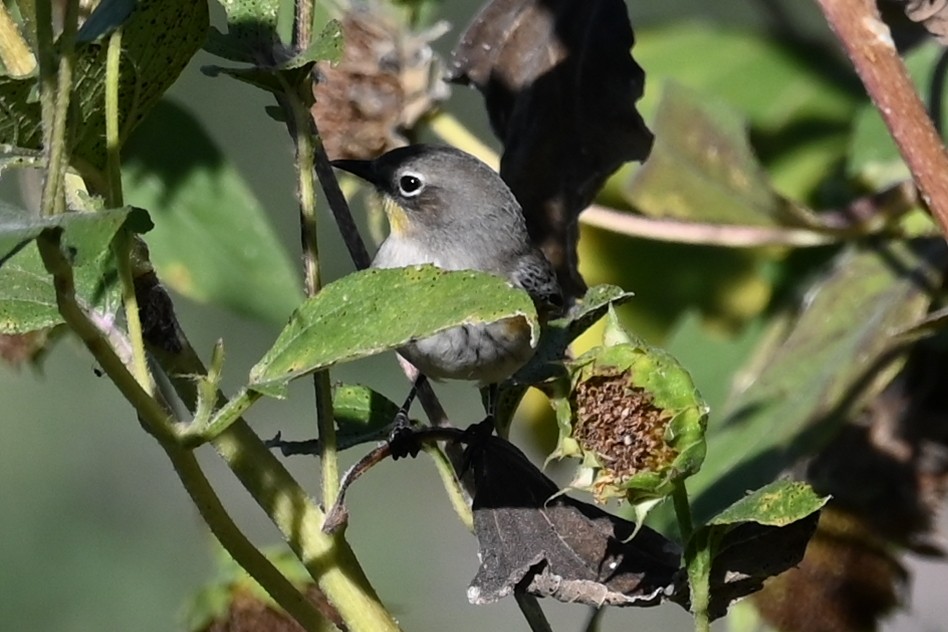 Yellow-rumped Warbler - ML643094086