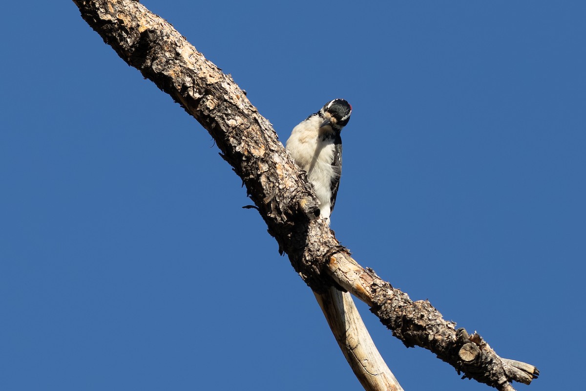 Hairy Woodpecker - ML643094087