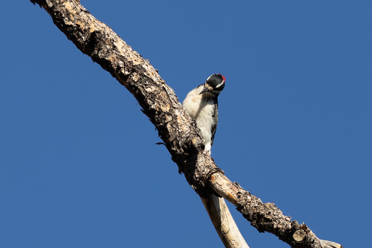 Hairy Woodpecker - ML643094088