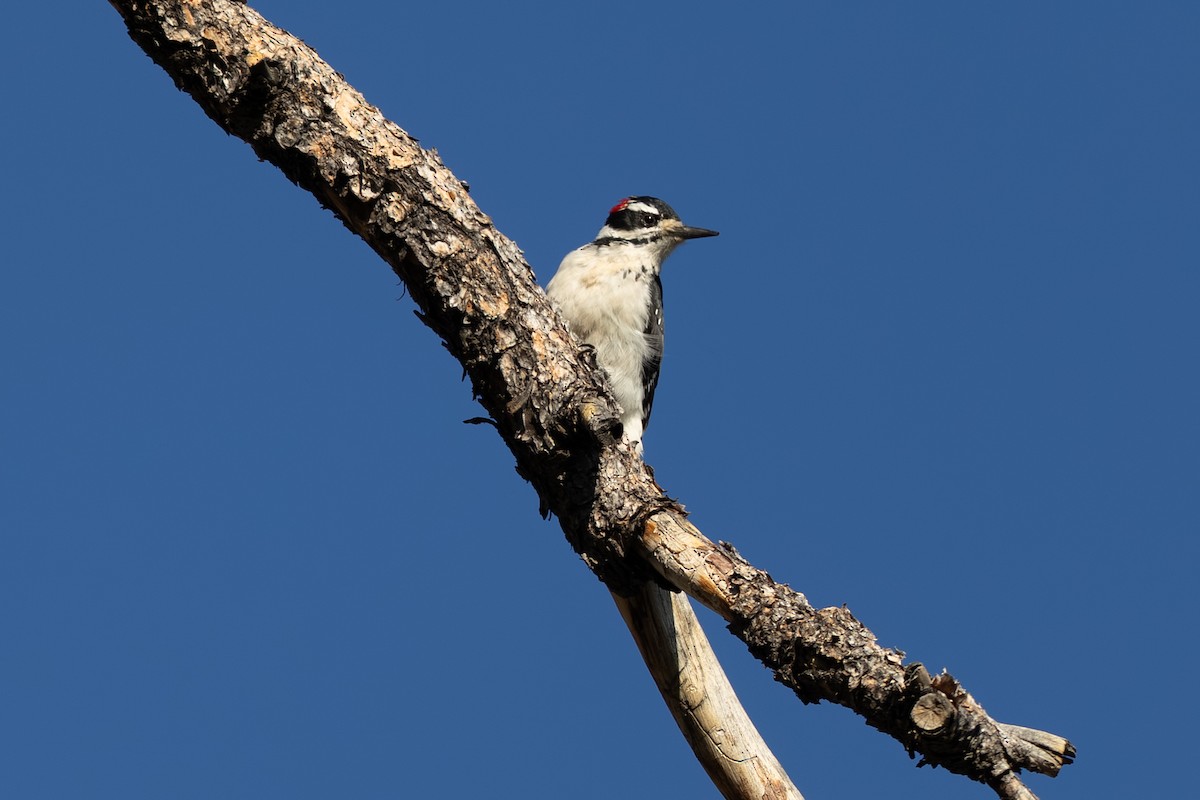 Hairy Woodpecker - ML643094089