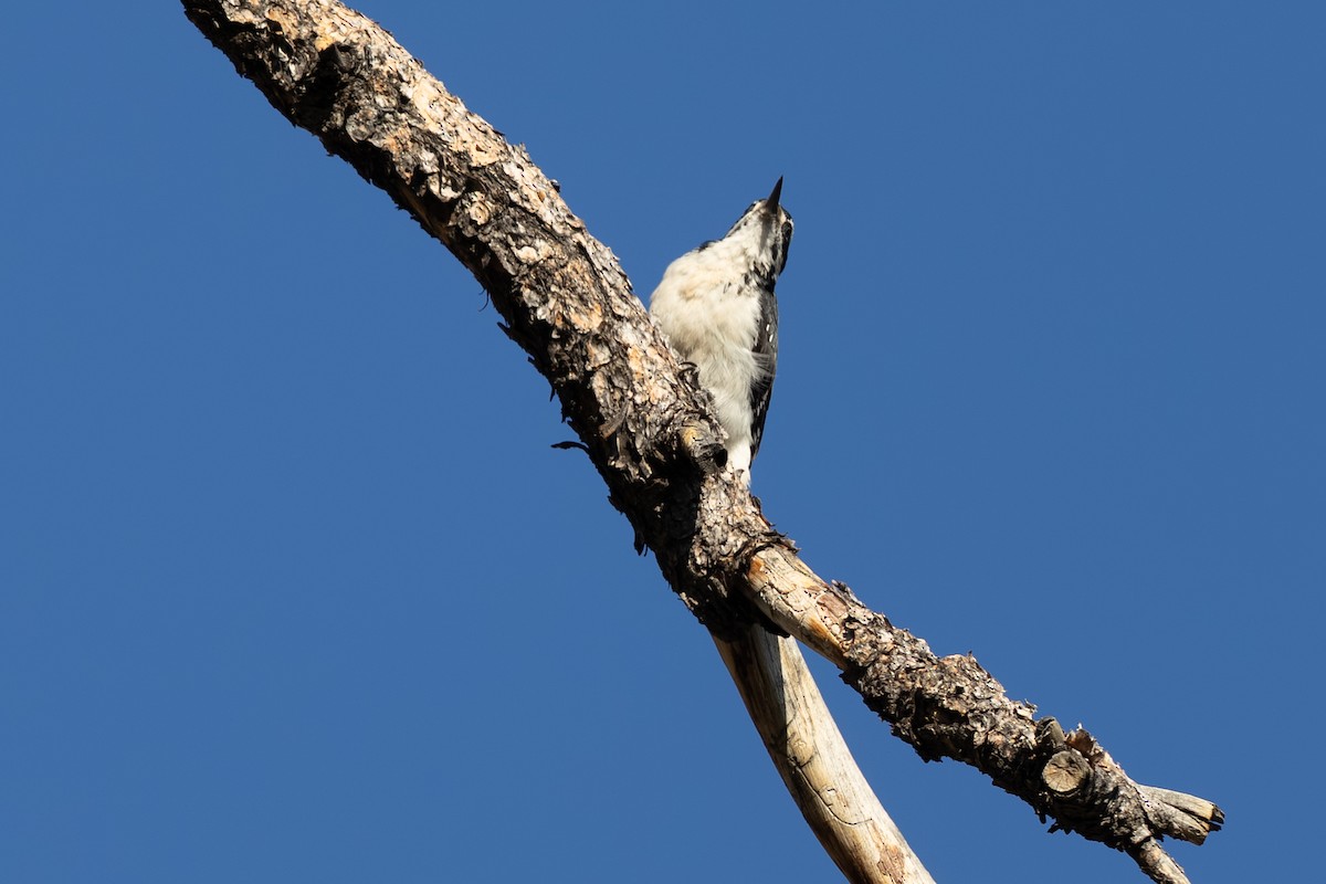 Hairy Woodpecker - ML643094090