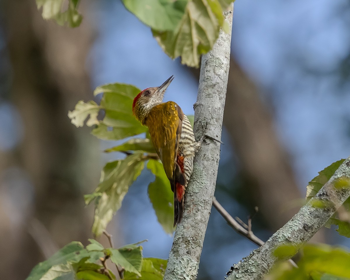 Red-rumped Woodpecker - ML643094091