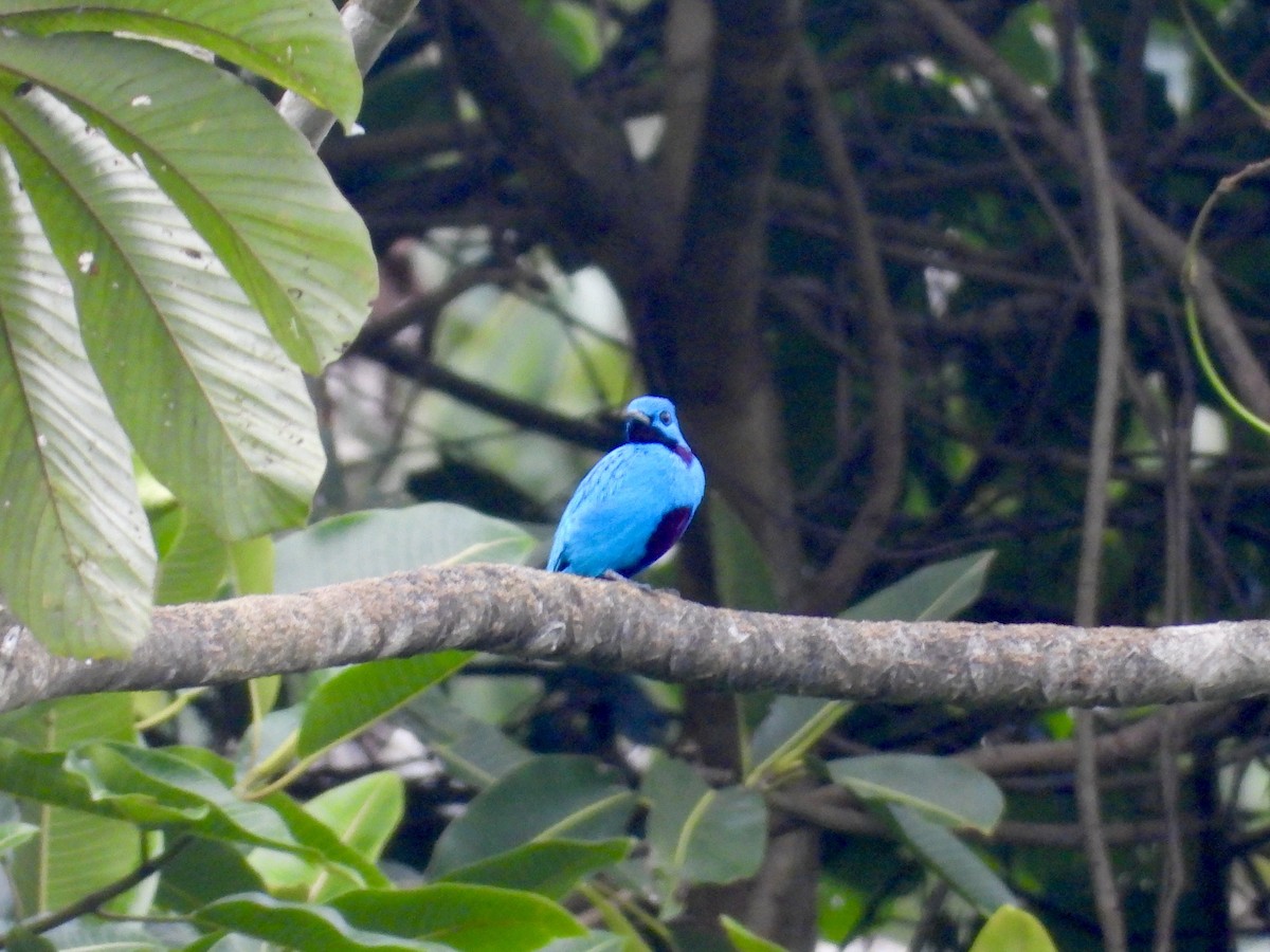 Blue Cotinga - ML643094094