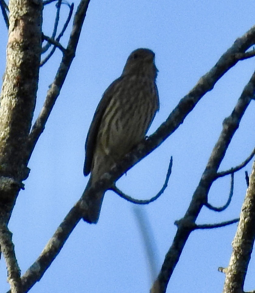 House Finch - ML643094095