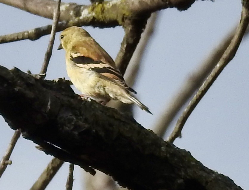 American Goldfinch - ML643094099