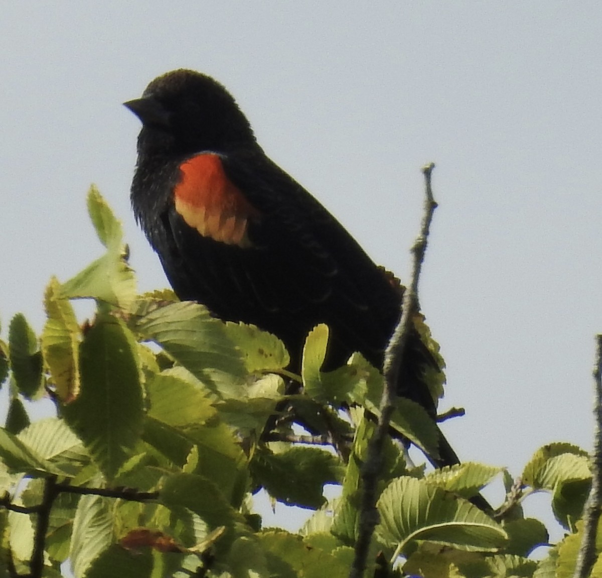 Red-winged Blackbird - ML643094103