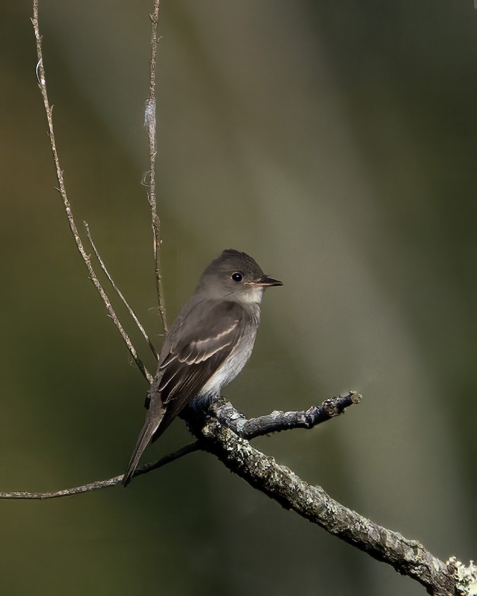 Eastern Wood-Pewee - ML643094105