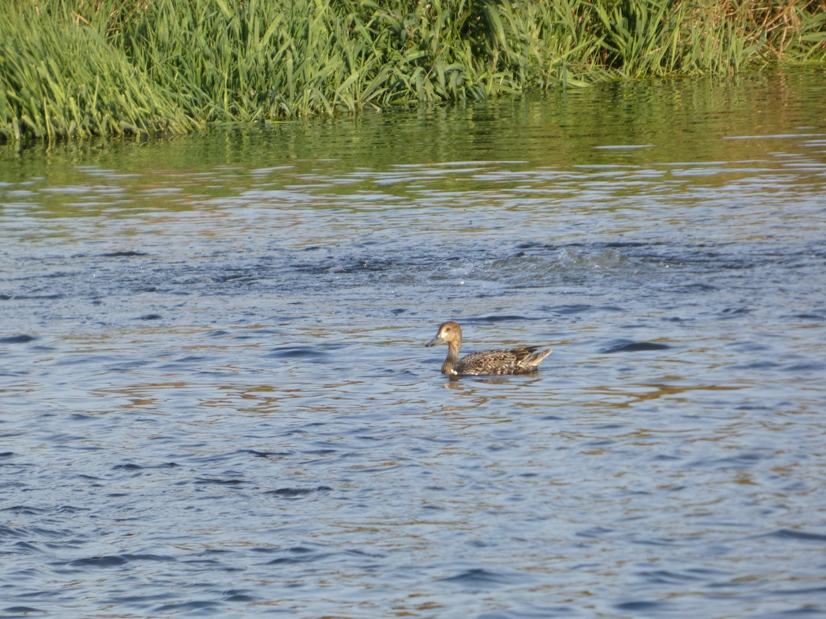 尖尾鴨 - ML643094106