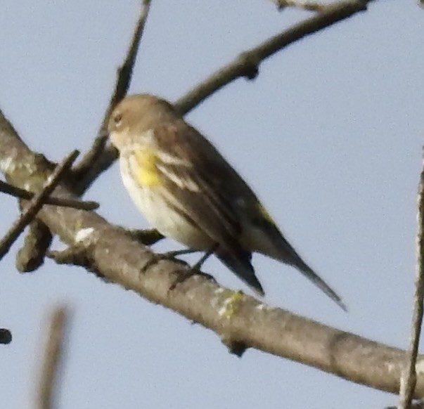 Yellow-rumped Warbler - ML643094112