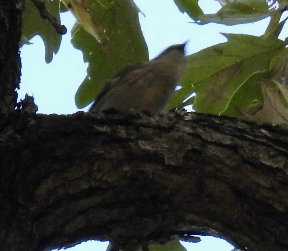 Yellow-rumped Warbler - ML643094123