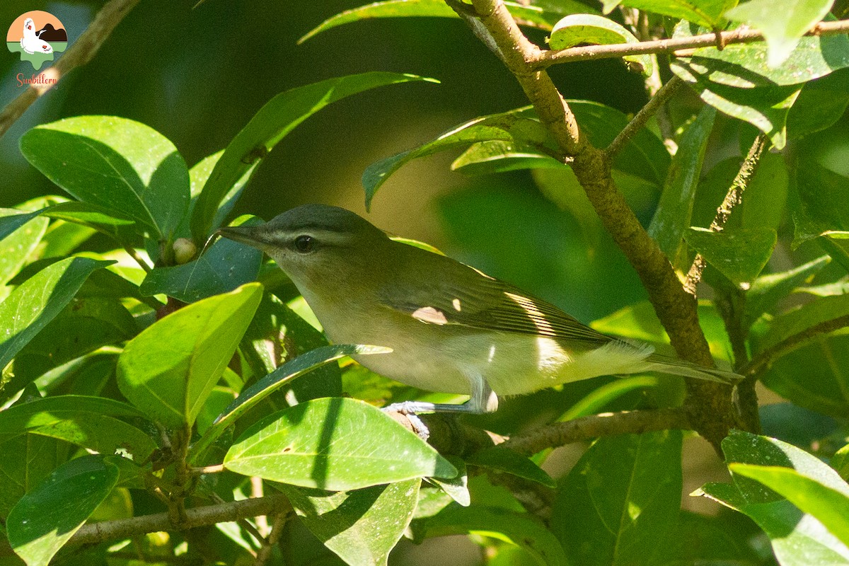 Red-eyed Vireo - ML643094125