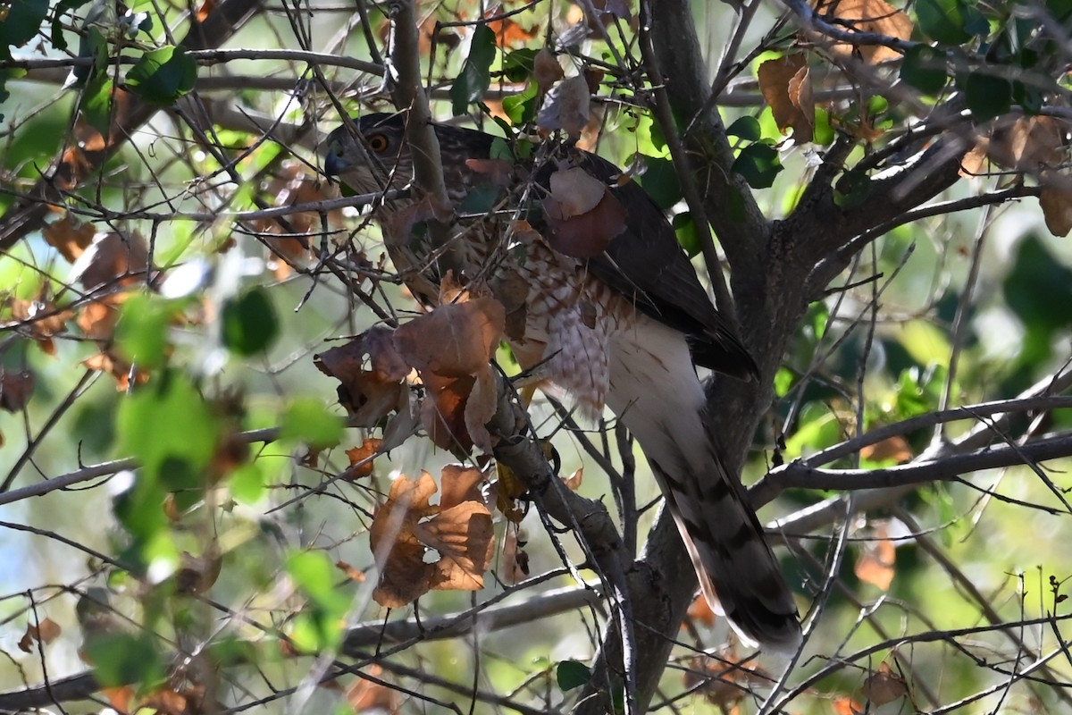 Cooper's Hawk - ML643094127