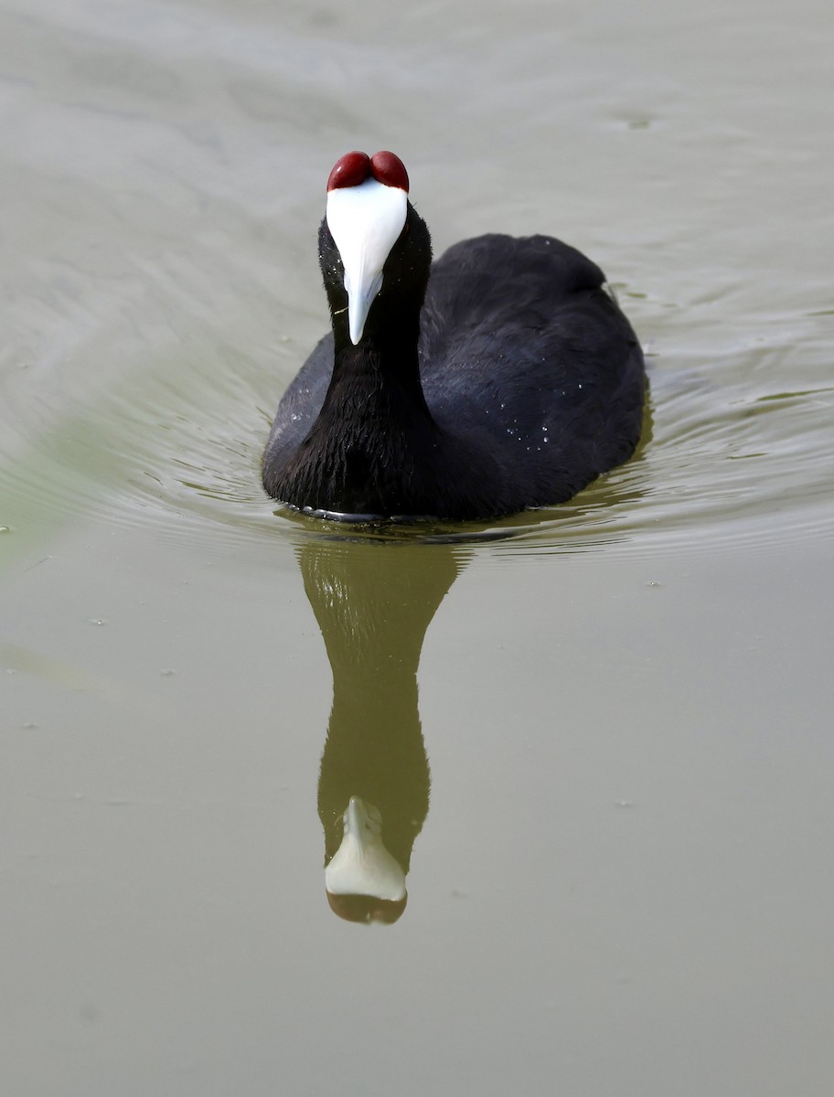 Red-knobbed Coot - ML643094136