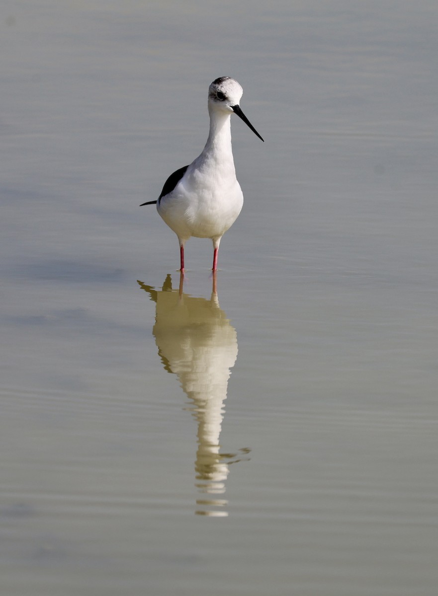 Black-winged Stilt - ML643094152