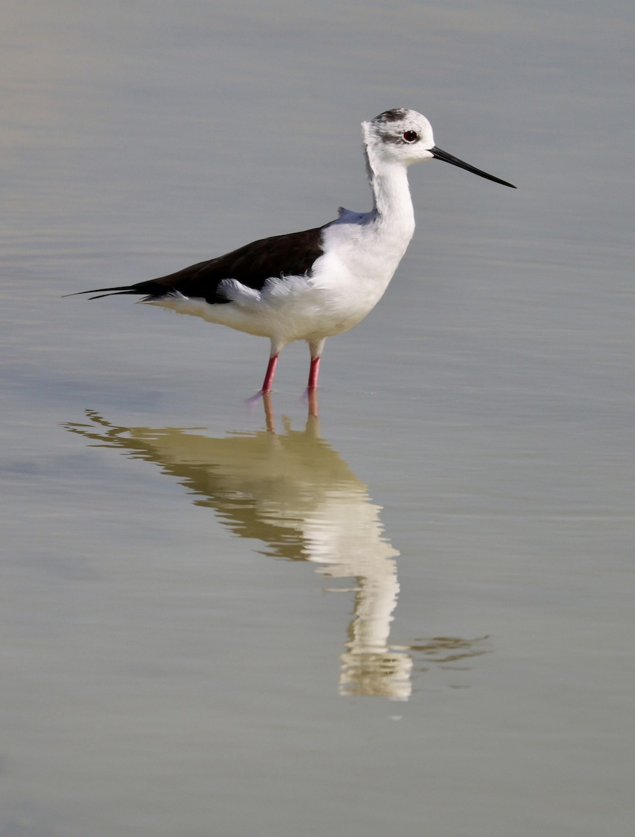 Black-winged Stilt - ML643094153