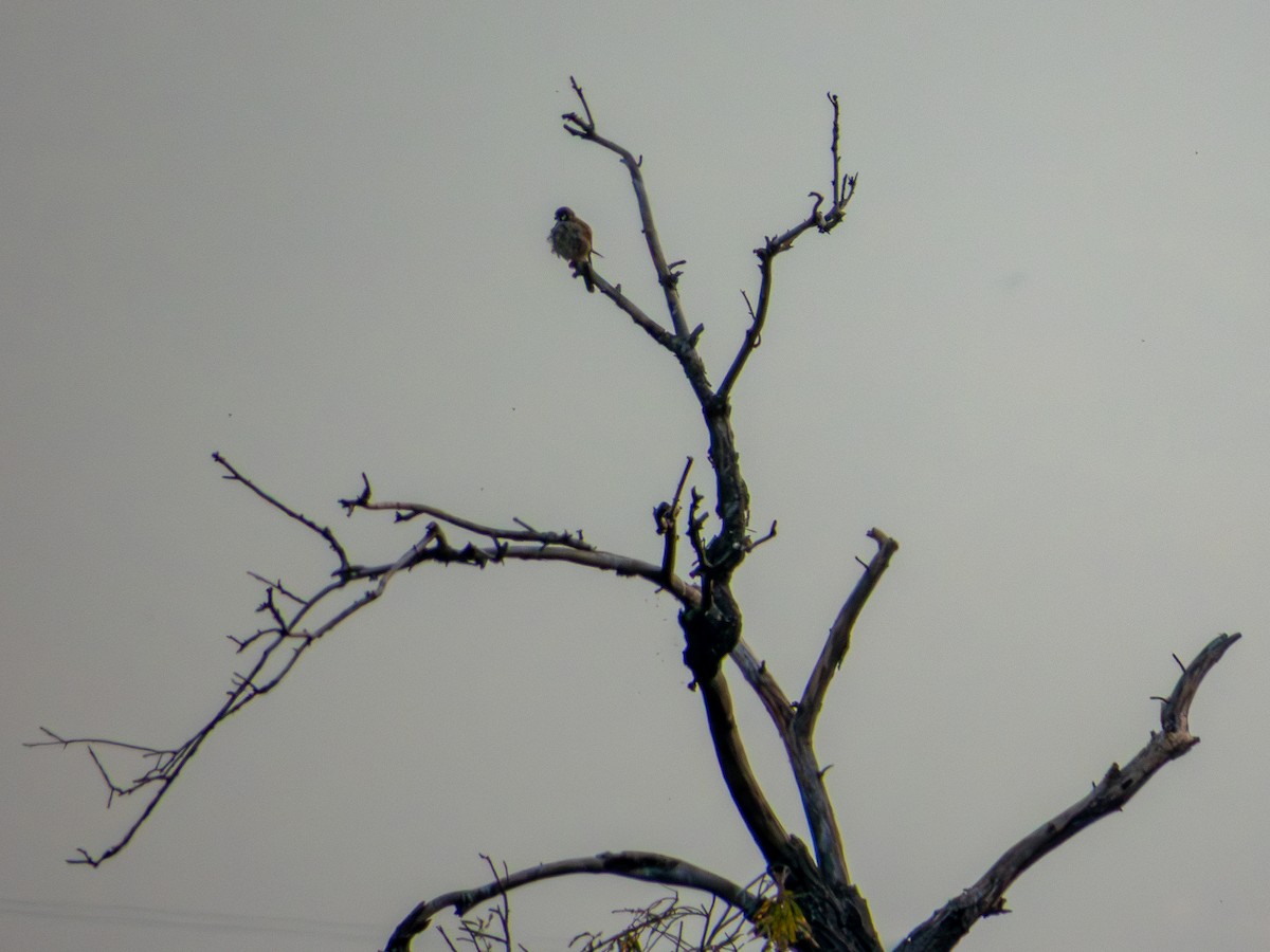 American Kestrel (Northern) - ML643094162