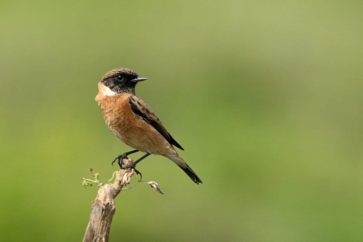 russesvartstrupe - ML643094171