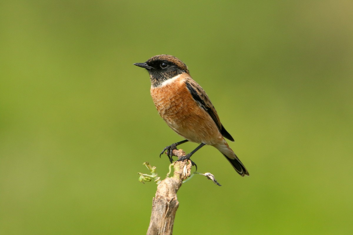 russesvartstrupe - ML643094172