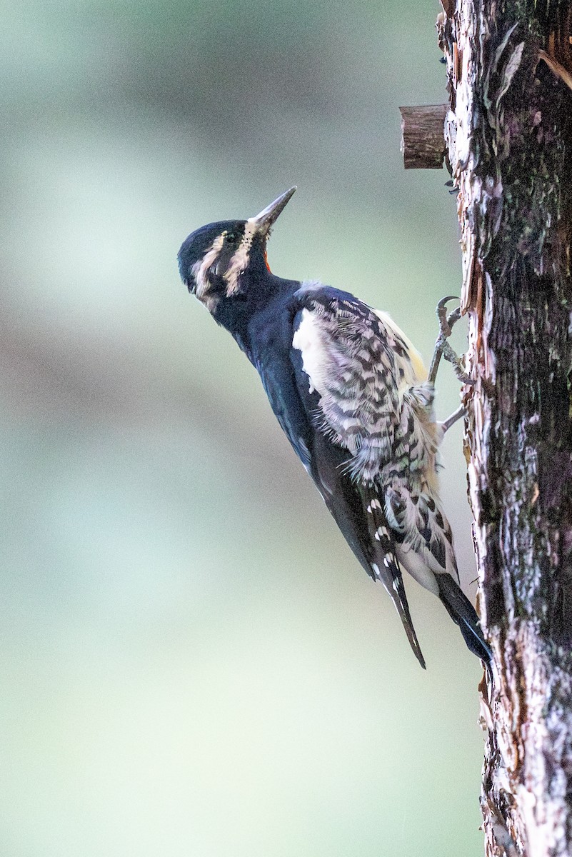 Williamson's Sapsucker - ML643094192