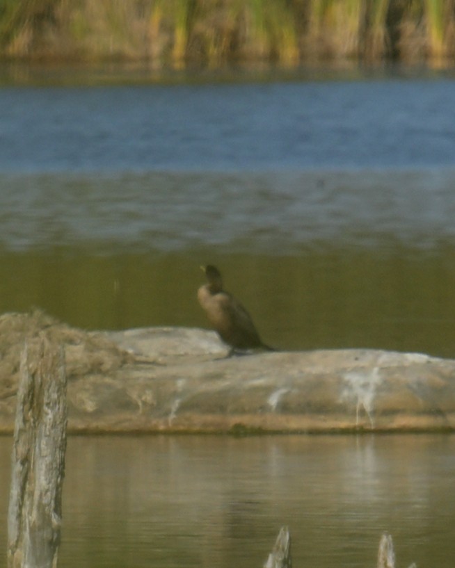 Double-crested Cormorant - ML643094193