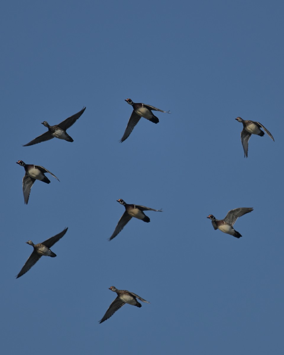 Wood Duck - ML643094194