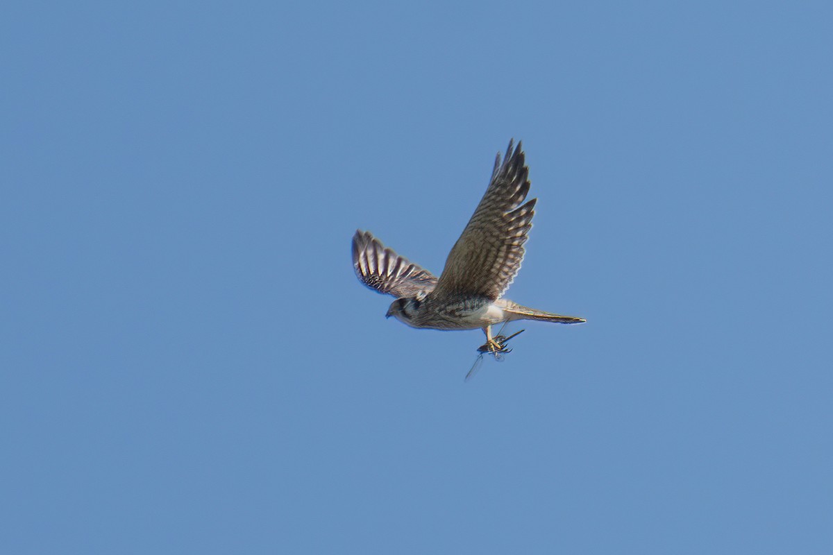 American Kestrel - ML643094197