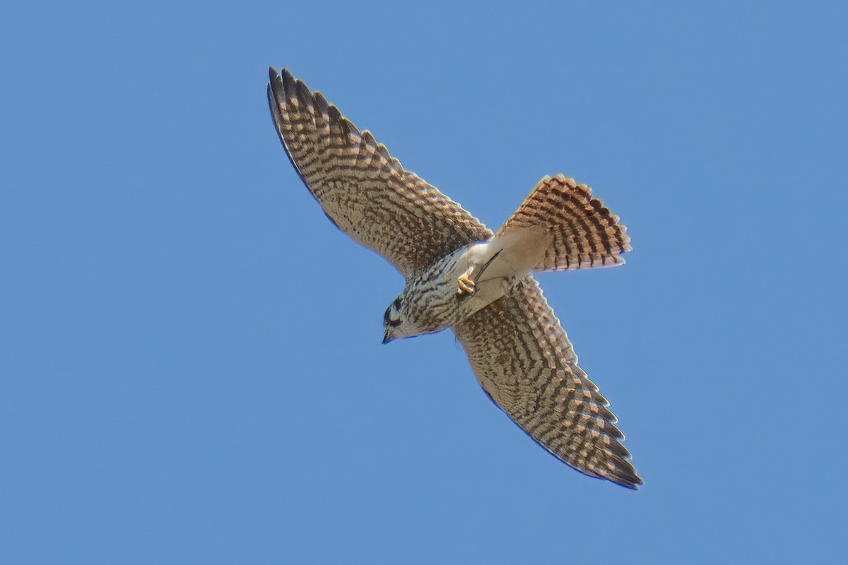 American Kestrel - ML643094198