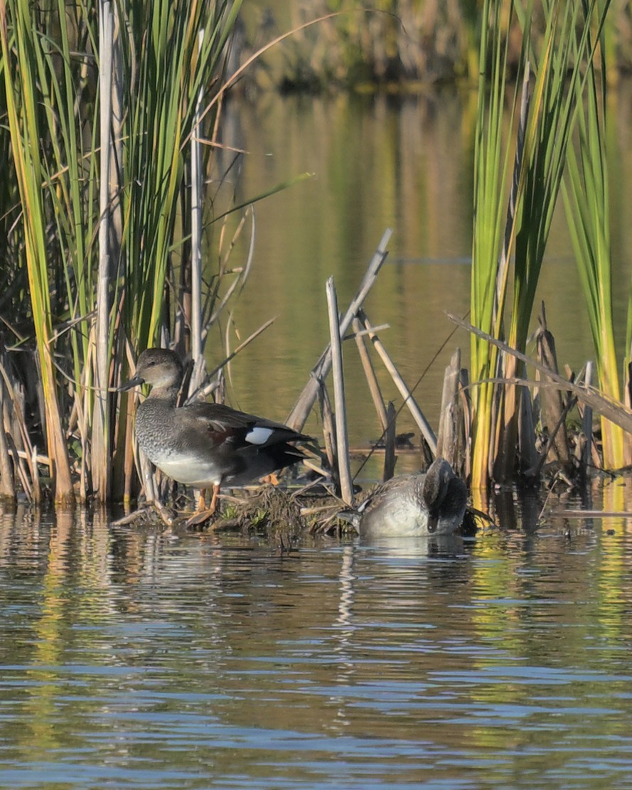 Gadwall - ML643094200