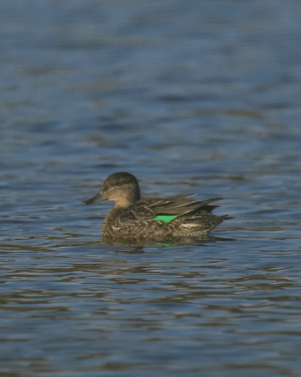 Green-winged Teal - ML643094208