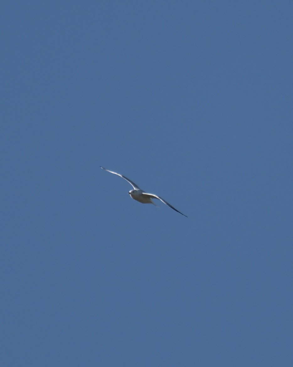 Ring-billed Gull - ML643094213