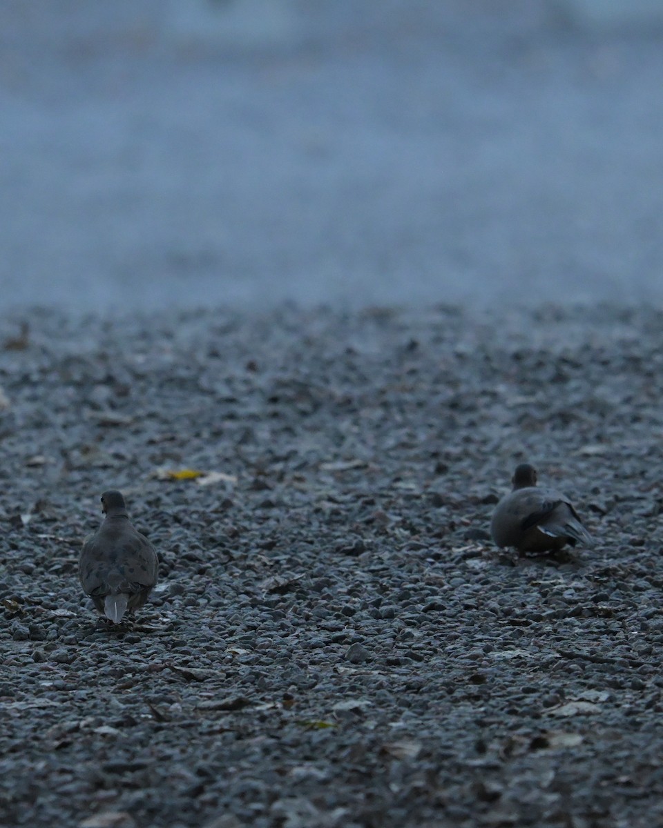 Mourning Dove - ML643094217