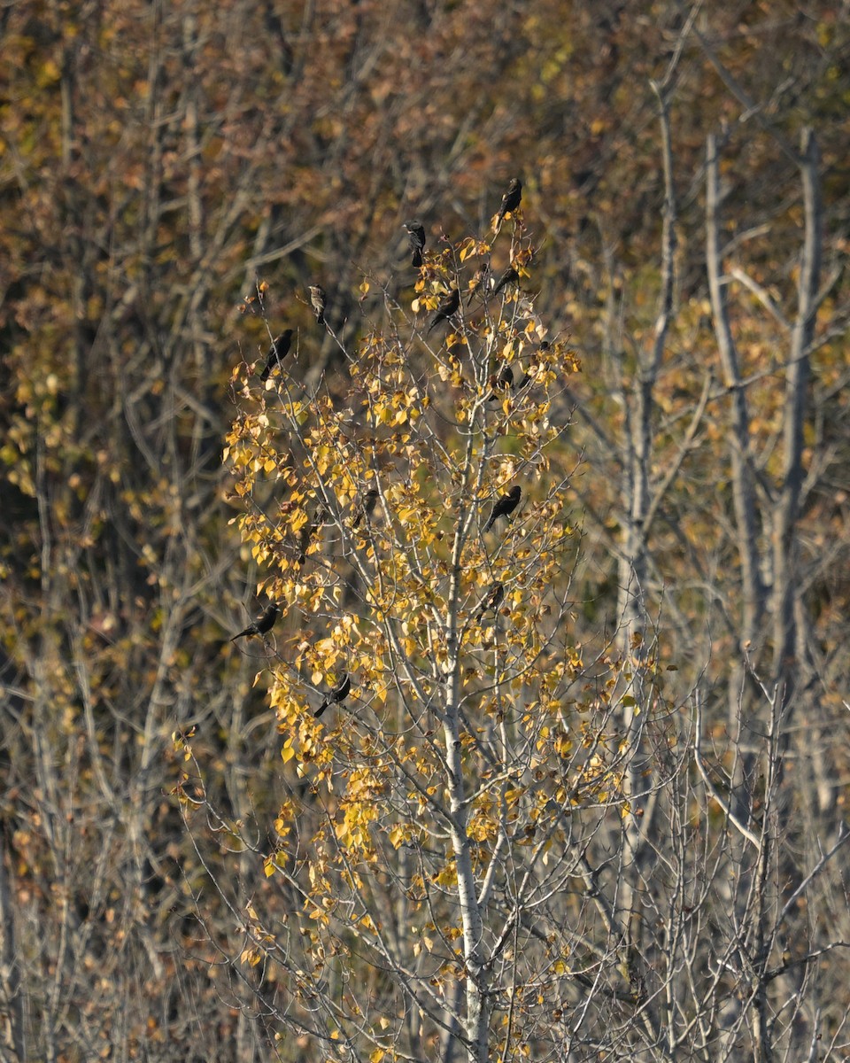Red-winged Blackbird - ML643094226