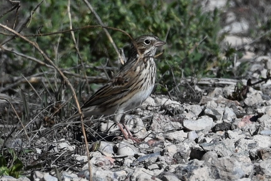Vesper Sparrow - ML643094258