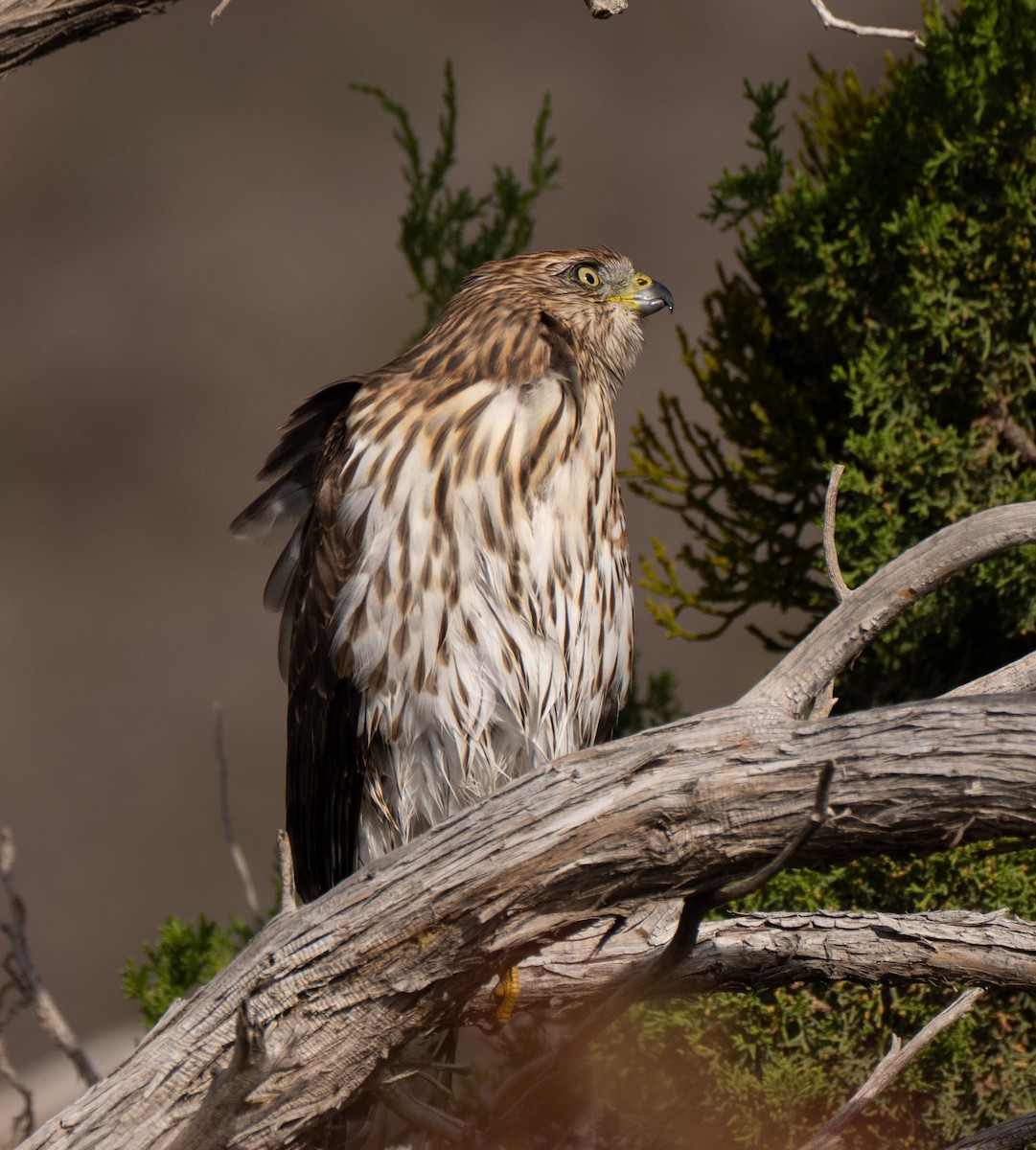 Cooper's Hawk - ML643094264
