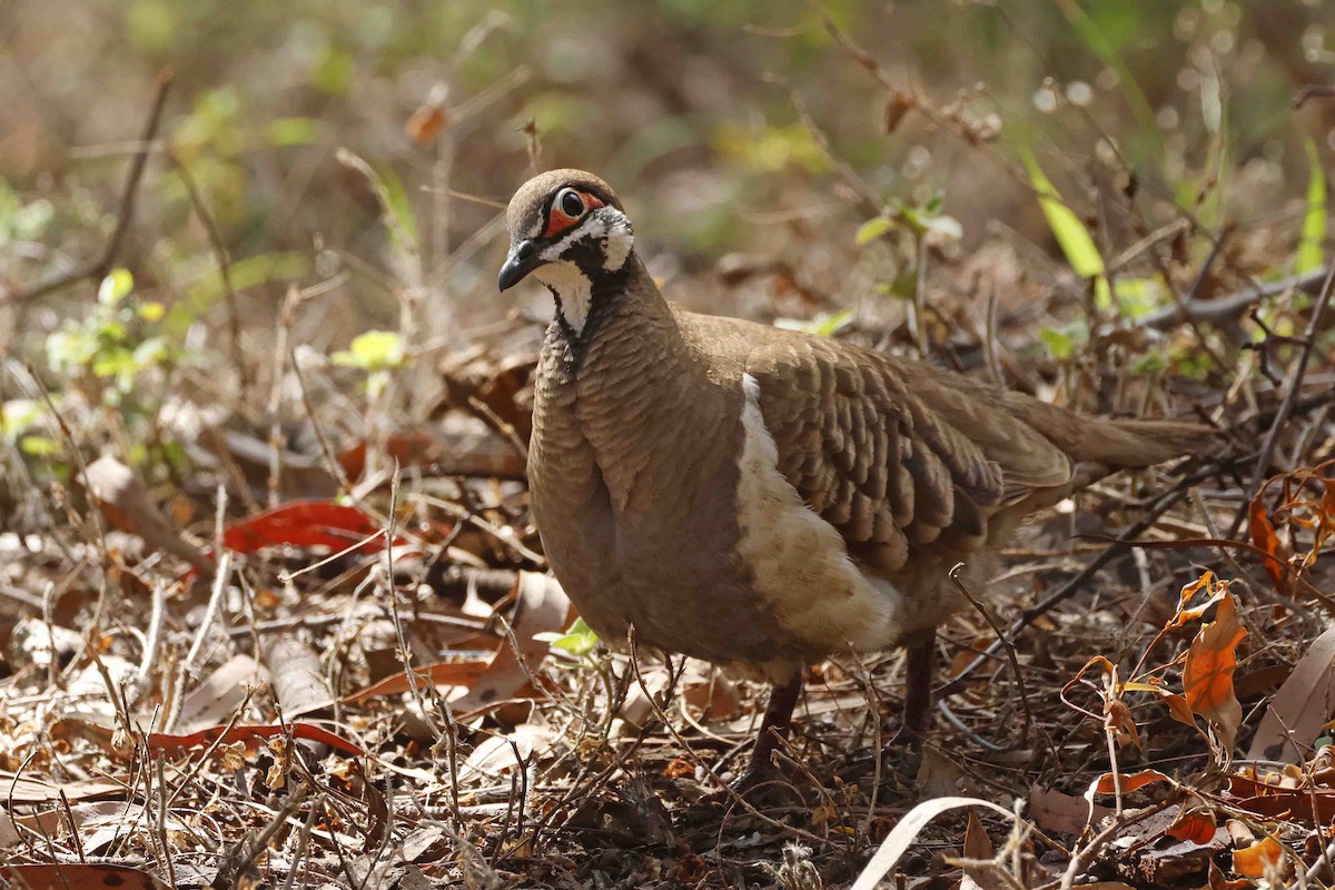 Squatter Pigeon - ML643094265