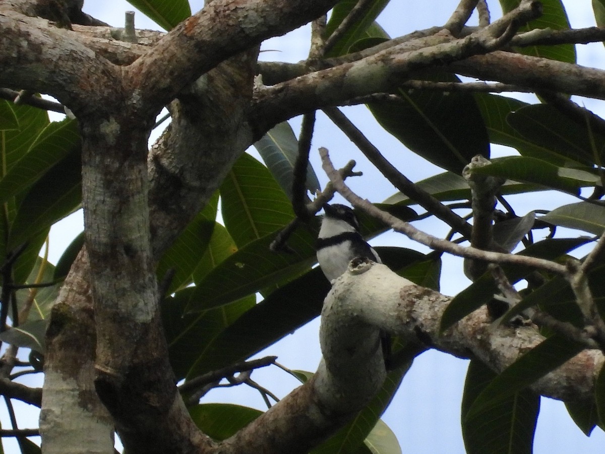 Pied Puffbird - ML643094276