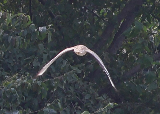 Eurasian Thick-knee - ML643094286