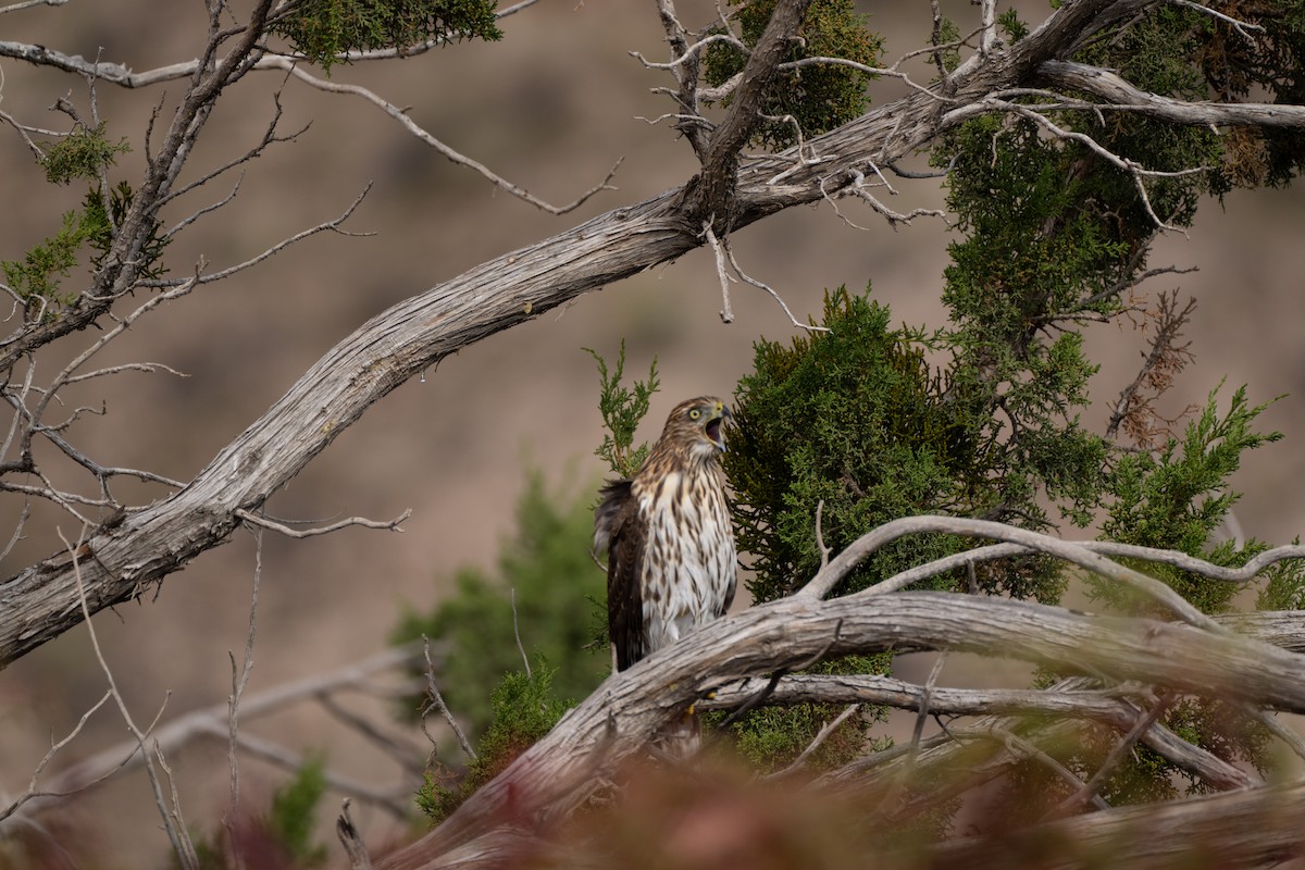 Cooper's Hawk - ML643094291