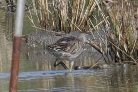 Short-billed/Long-billed Dowitcher - ML643094296