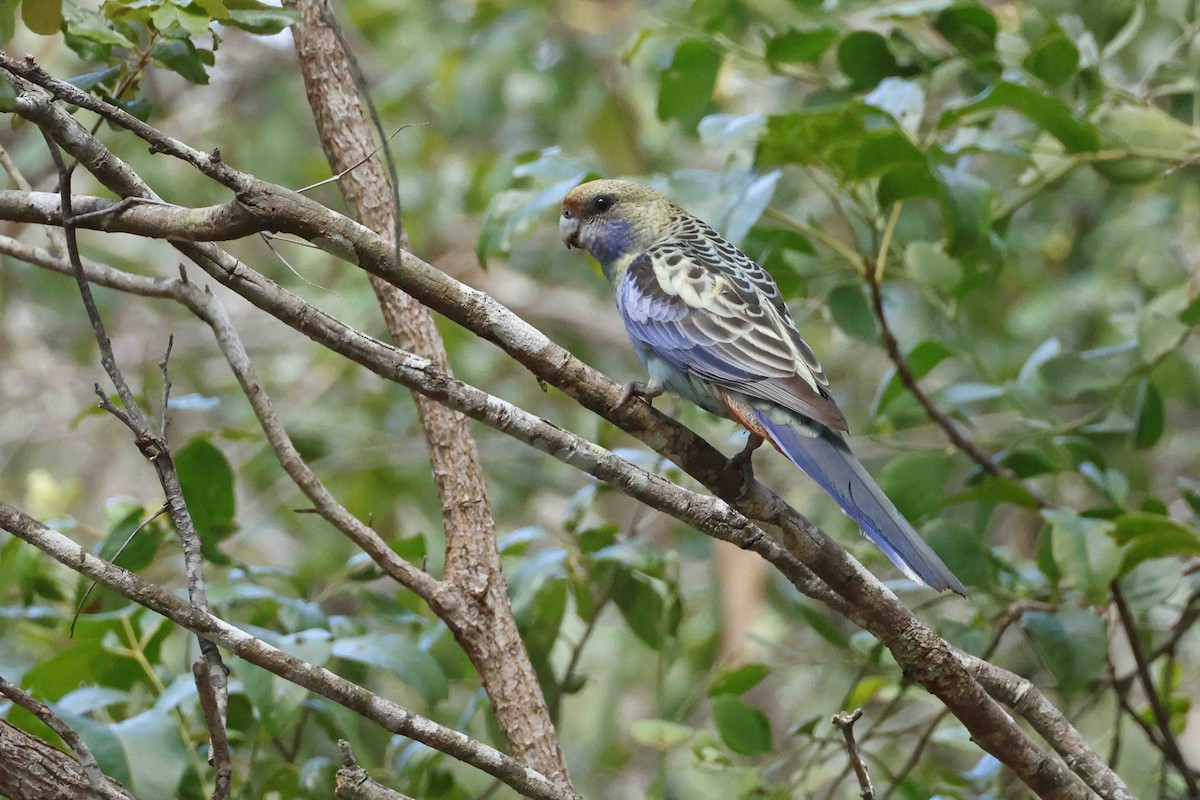 Pale-headed Rosella - ML643094297